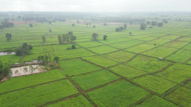 Aerial view of misty paddy field and country road surrounding a rural village at dawn. These areas serve as one of the country's most important rice-producing regions in Thailand.
