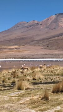 Wild vicuna grazing in the yellow straw grass of the Altiplano wetlands with pink flamingos on a salt lake, majestic mountain landscape in South America, wildlife safari travel concept