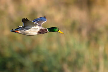 Stockenten Erpel im Flug  © Karin Jähne