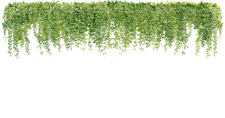 Fototapeta premium Bush grape or three-leaved wild vine cayratia (Cayratia trifolia) liana ivy plant bush, nature frame jungle border