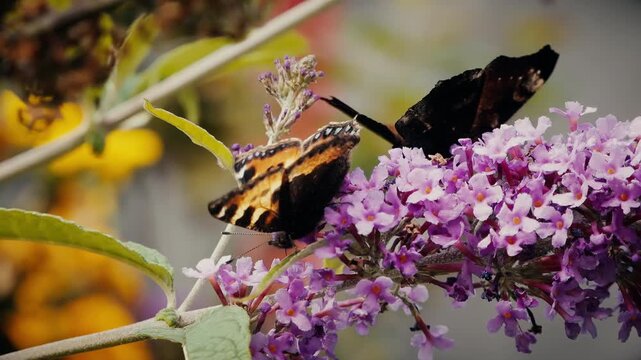 Butterfly collecting nectar on a Buddleia plant stock footage
