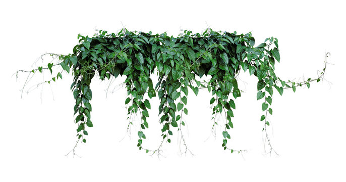 Bush grape or three-leaved wild vine cayratia (Cayratia trifolia) liana ivy plant bush, nature frame jungle border