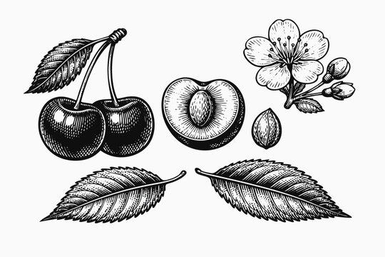 Detailed vintage botanical engraving set of sweet cherry fruit elements featuring whole berries with stems sliced drupe showing pits and lush leaves isolated on a clean white background for design.