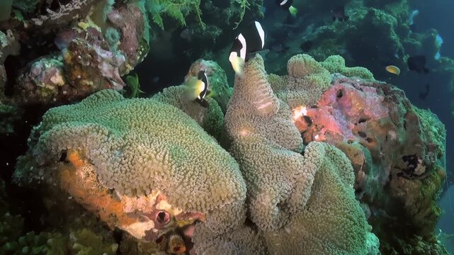 Black and white clownfish gracefully swim in and around a vibrant green anemone. They dance through the delicate tentacles of the sea creature in the colorful Coral Reef.