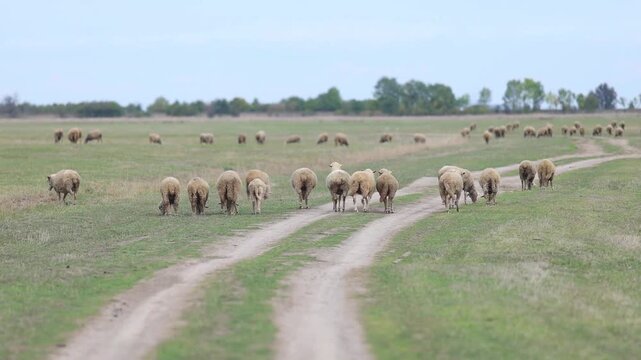 Traditional Hungarian Sheep Grazing in the Infinite Hortob&aacute;gy Puszta