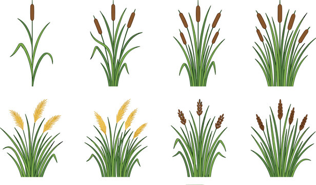 Cattail and Reed Grass Plant Collection Flat Vector Illustration Set Featuring Various Wetland Marsh Plants with Brown and Yellow Seed Heads and Green Stems for Nature and Ecology Design