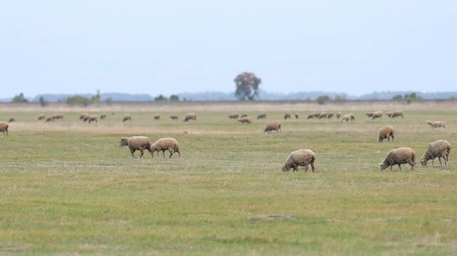 Traditional Hungarian Sheep Grazing in the Infinite Hortob&aacute;gy Puszta