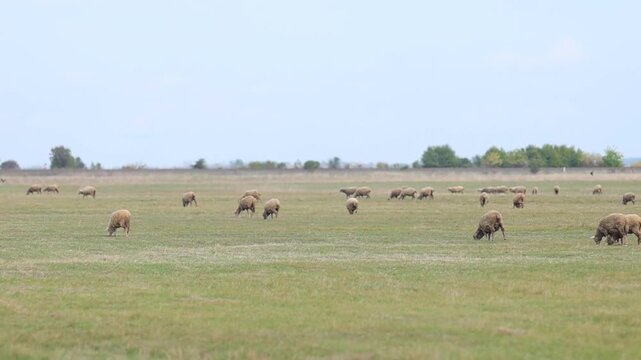 Traditional Hungarian Sheep Grazing in the Infinite Hortob&aacute;gy Puszta