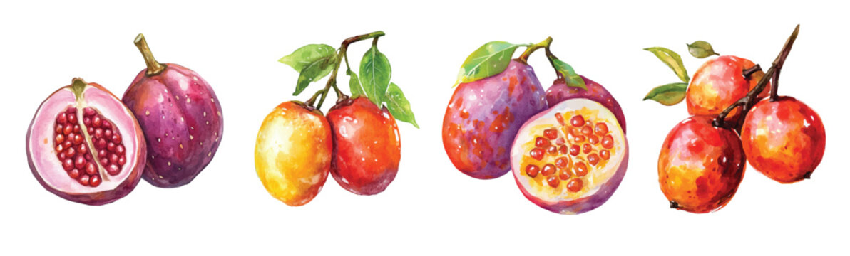 Set of ambarella fruit painting, Minimal yet artistic elements for creative designs. hand-drawn paint, Simple Illustration, EPS format, isolated on a white background, watercolor illustration