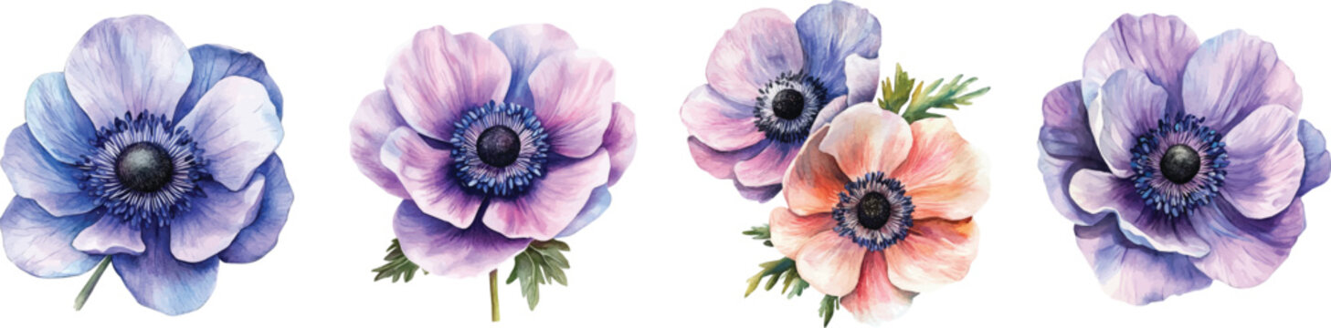 Set of anemone flower painting, Minimal yet artistic elements for creative designs. hand-drawn paint, Simple Illustration, EPS format, isolated on a white background, watercolor illustration