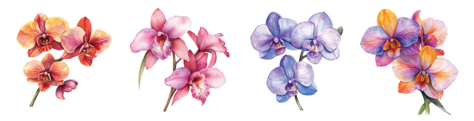 Collection of orchid flower painting, Minimal yet artistic elements for creative designs. hand-drawn paint, Simple Illustration, EPS format, isolated on a white background, watercolor illustration © sabart