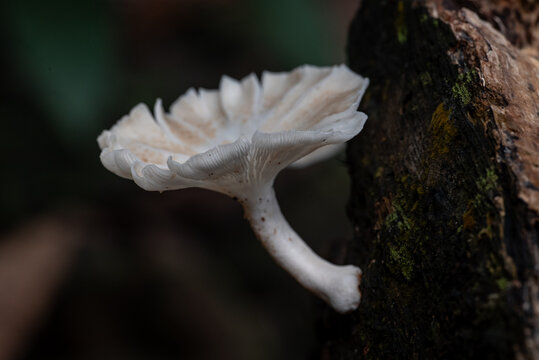 Close-up of a white wild mushroom growing on a tree trunk in a natural forest setting