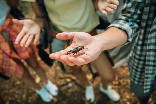 Child holding a stag beetle in hand while friends gather outdoors, curious kids exploring nature and insects on a summer hike