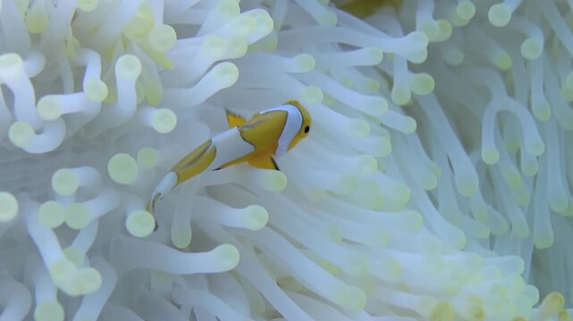 A vibrant orange and white clownfish gracefully swims around its cozy anemone home in a sunny, warm ocean setting. See the beauty of this undersea ballet.