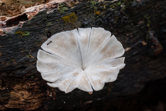 Close-up of a white wild mushroom growing on a tree trunk in a natural forest setting