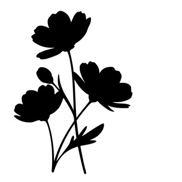 Black Cosmos Flower Silhouette Illustration Isolated on White Background