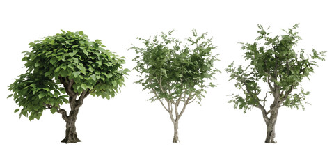 Three different green trees with lush leaves and detailed branches © md