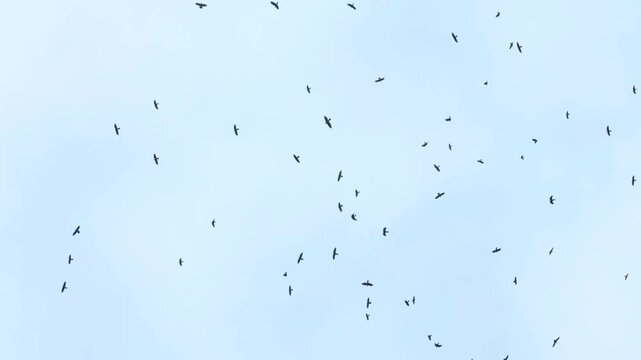 A large group of Crows Sweeping Across the Sky
