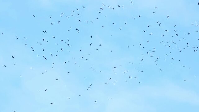 A large group of Crows Sweeping Across the Sky