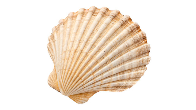 Beautiful natural ribbed  scallop ark seashell for marine wildlife nature and home interior nautical decoration art isolated on transparent background