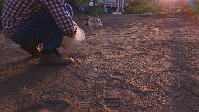 A man squats with a bucket of grass seed in his backyard, preparing to sow a lawn, while a domestic cat digs a hole and gets in the way.
