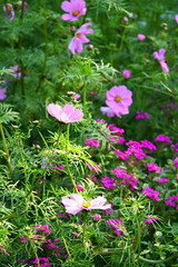 Fototapeta premium Vibrant Pink Cosmos Flowers in Lush Garden Landscape