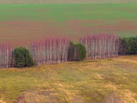 Aerial view of a line of birch and evergreen trees separating colorful agricultural fields in the countryside Lithuania.