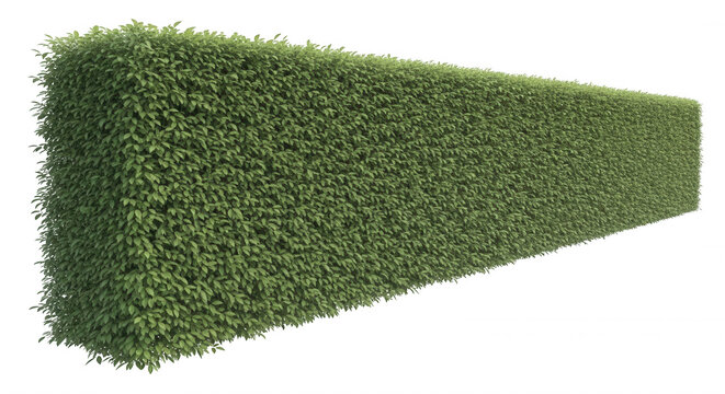 A rectangular, trimmed green hedge isolated on a solid black background, showing dense foliage texture and a sharp, geometric shape