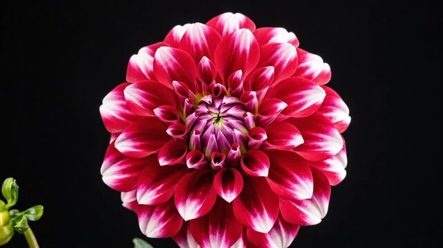 Close up vibrant dahlia with red and white petals, blooming flower on a black background, centered in the frame