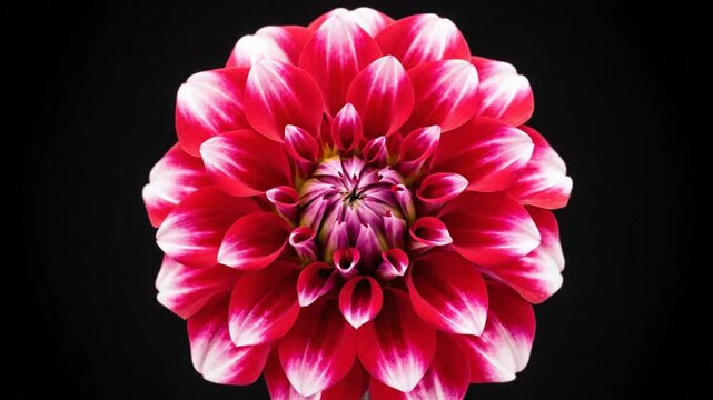 Stunning close-up view of a vibrant red and white dahlia flower with a dark black background, representing beauty