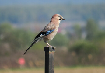 Obraz premium A Eurasian jay on a pole