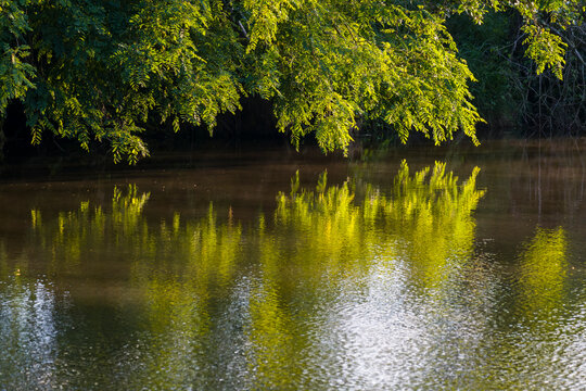 Robinie an einem Fluss