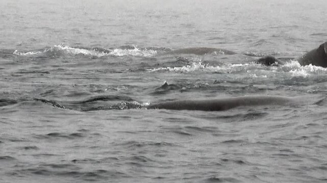 Majestic Arctic Walrus assert dominance in shallow waters. Slow motion unveils powerful movements and intense territorial clashes as these magnificent pinnipeds engage in a primal aquatic struggle.