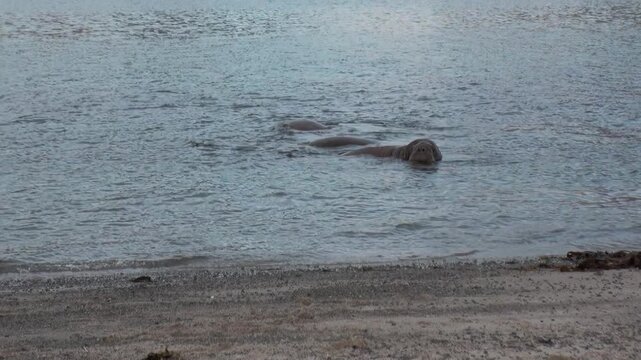 Giant Arctic Walruses spar in their shimmering shallows habitat. Observe their forceful territorial interactions and raw power displayed in exquisite slow motion. A wild spectacle.