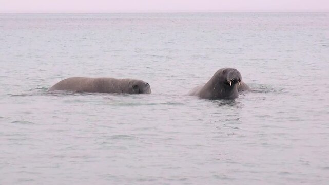 Group of majestic Atlantic walruses, Odobenus rosmarus, gracefully drifts through calm, icy waters near Spitsbergen. These Arctic titans bask in soft light of northern day, moving with serene power.