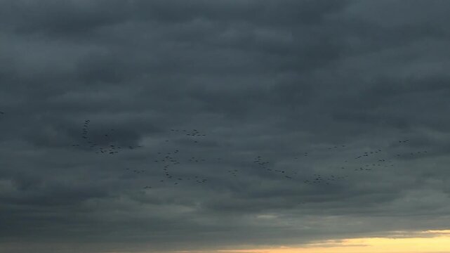 Sunset Spectacle: The Great Autumn Gathering of Cranes and Geese in Hortob&aacute;gy