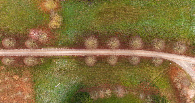 Aerial view of a dirt road lined with leafless trees crossing through green and brown autumn fields Lithuania.