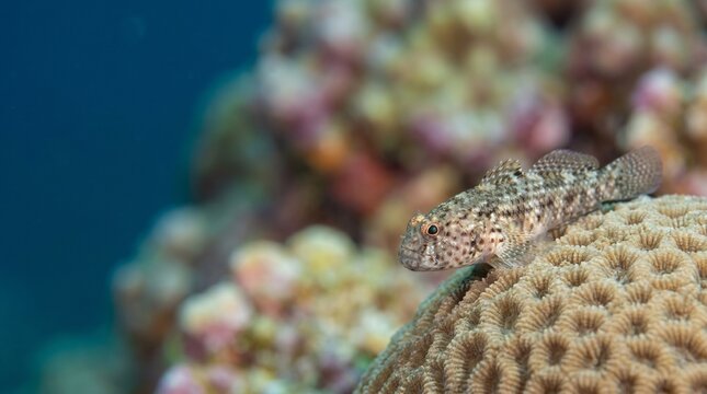 of a small goby fish on coral