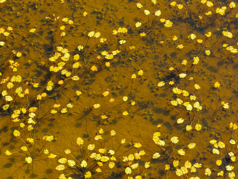 Aerial view of yellow water lilies floating on the surface of a shallow pond with visible stems and sandy bottom Lithuania.