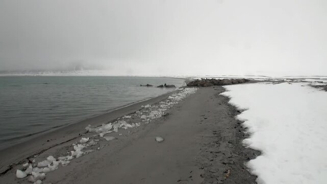 Arctic Walruses Odobenus rosmarus engage in a powerful territorial struggle.
