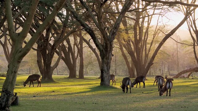 Waterbucks forage among ancient trees within Lake Nakuru National Park, Kenya. The gentle morning glow illuminates their peaceful quest for sustenance in this vibrant African landscape.