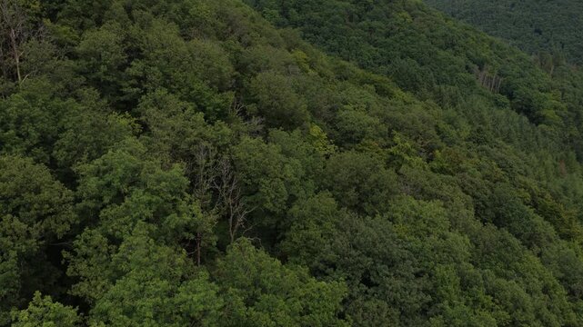 Bourscheid castle revealed above a dense green forest in luxembourg