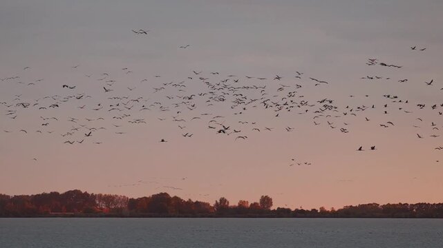 Sunset Spectacle: The Great Autumn Gathering of Cranes and Geese in Hortob&aacute;gy