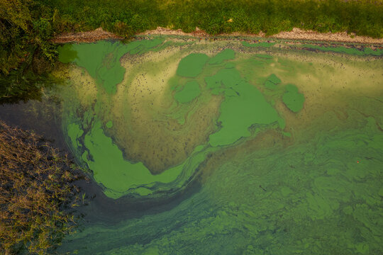 Aerial view of thick green algae blooms swirling on the surface of a lake near a grassy shoreline Lithuania.