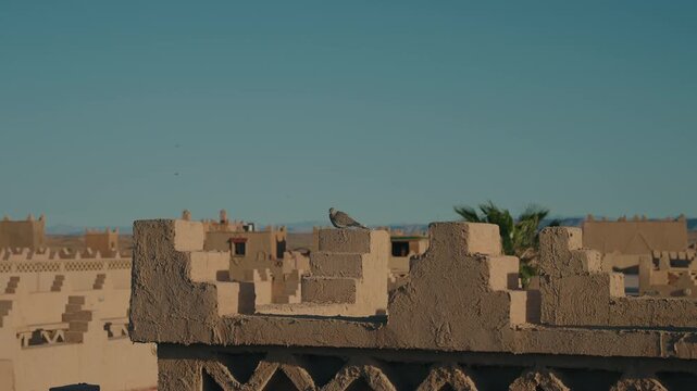 Pigeon perched on traditional kasbah rooftop in Erfoud Morocco