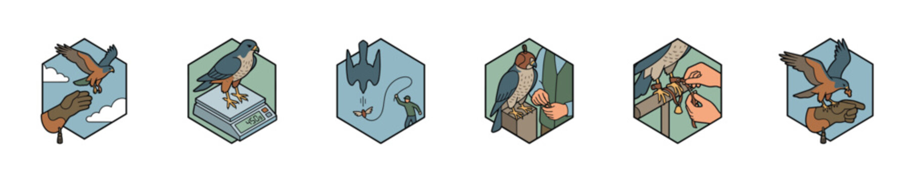 Falconry training and care icons showing bird handling and weighing