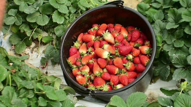 close-up view of a farmer picking fresh, ripe red strawberries and placing them into a black harvesting bucket in a healthy organic field.4K Log Footage - Ungraded