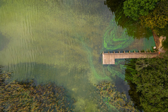 Aerial view of a wooden pier extending into a lake with green algae swirls and lush shoreline vegetation Lithuania.