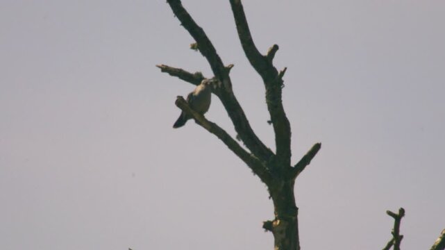 Common cuckoo perched on dead tree branch against clean sky showing calm natural behaviour in open countryside UK wildlife scene