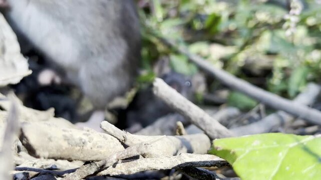 Two wild rats raiding and plundering a pile of sunflower seeds by turns with natural outdoor sounds.
